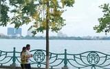 Hồ Tây ngập sắc vàng hoa muồng hoàng yến